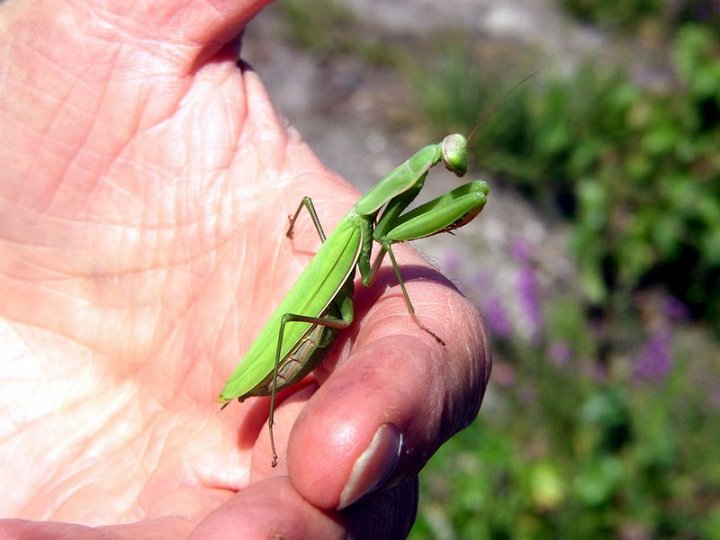 Mante religieuse   Mantis religiosa